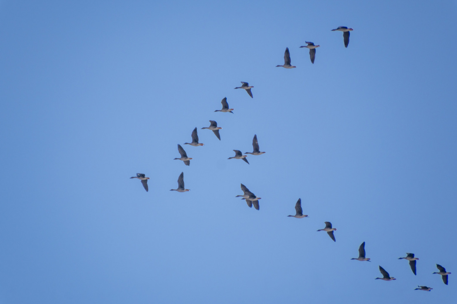 Стадо гуменника :)