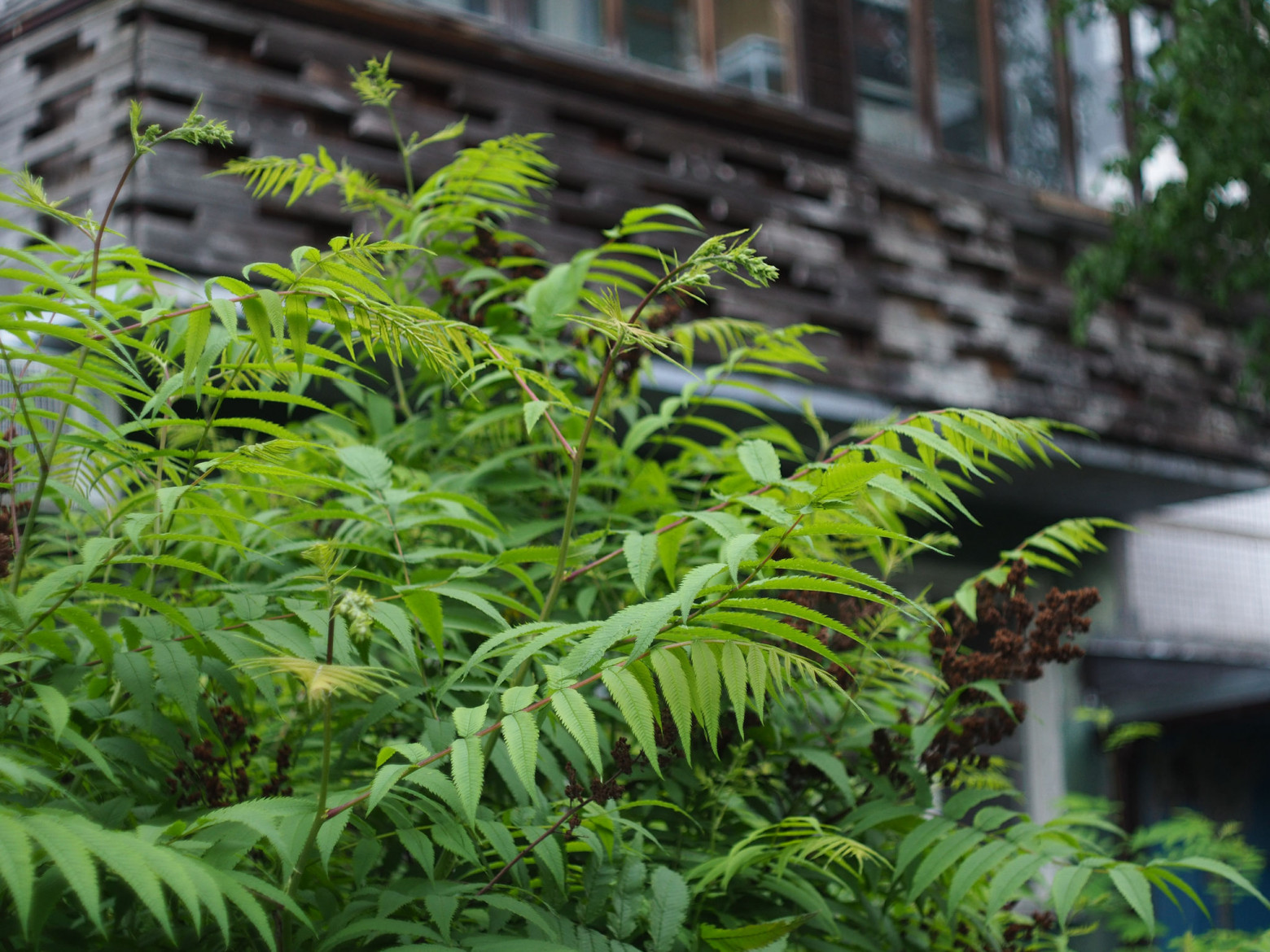 Снято на кроп матрицу 18 × 13,5 мм стандарта 4/3