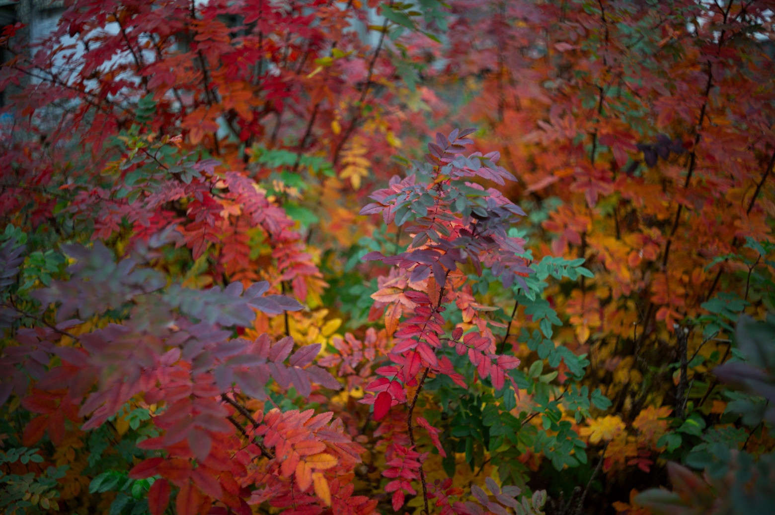 Снимаю на советские фотообъективы и радуюсь - 14 Снимаю на советские фотообъективы и радуюсь - 14