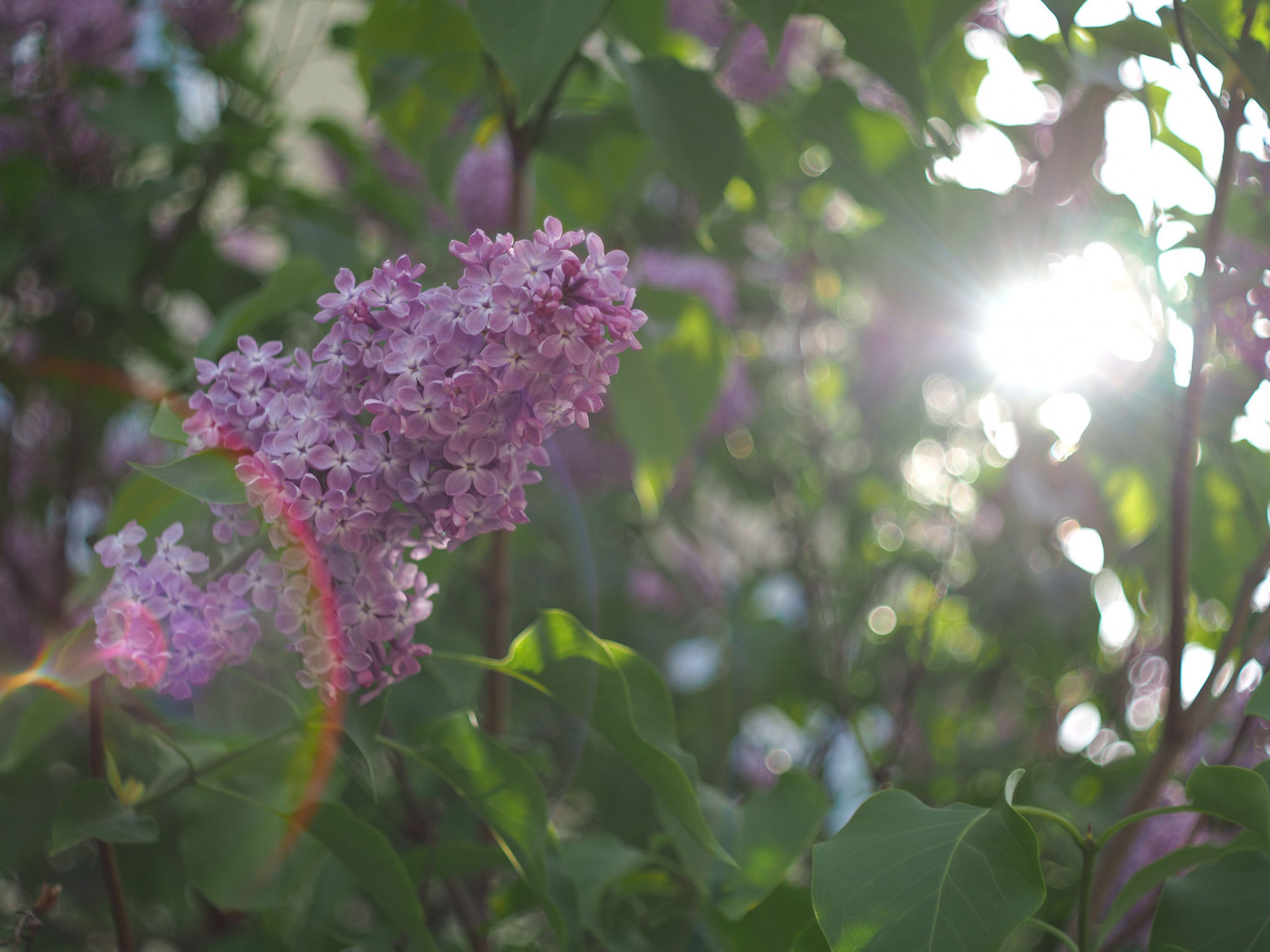 Снято на кроп матрицу 18 × 13,5 мм стандарта 4/3