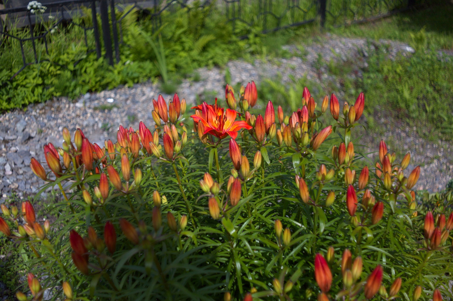 Снимаю на советские фотообъективы и радуюсь - 17 Снимаю на советские фотообъективы и радуюсь - 17