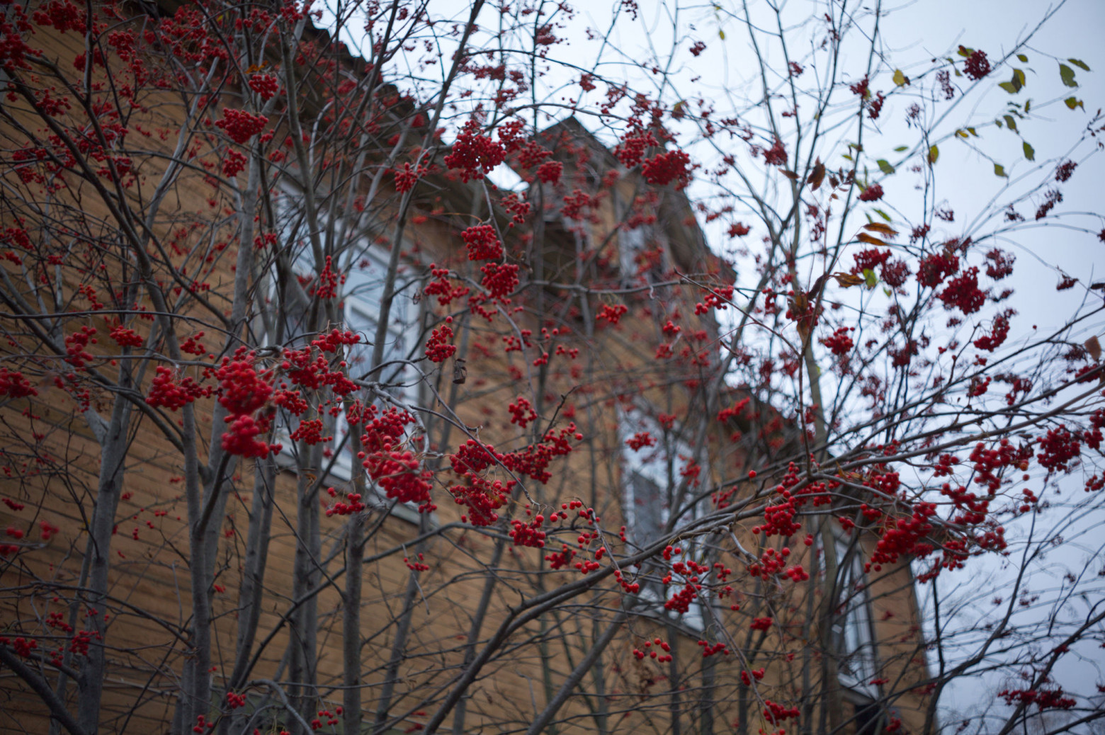 Снимаю на советские фотообъективы и радуюсь - 20 Снимаю на советские фотообъективы и радуюсь - 20