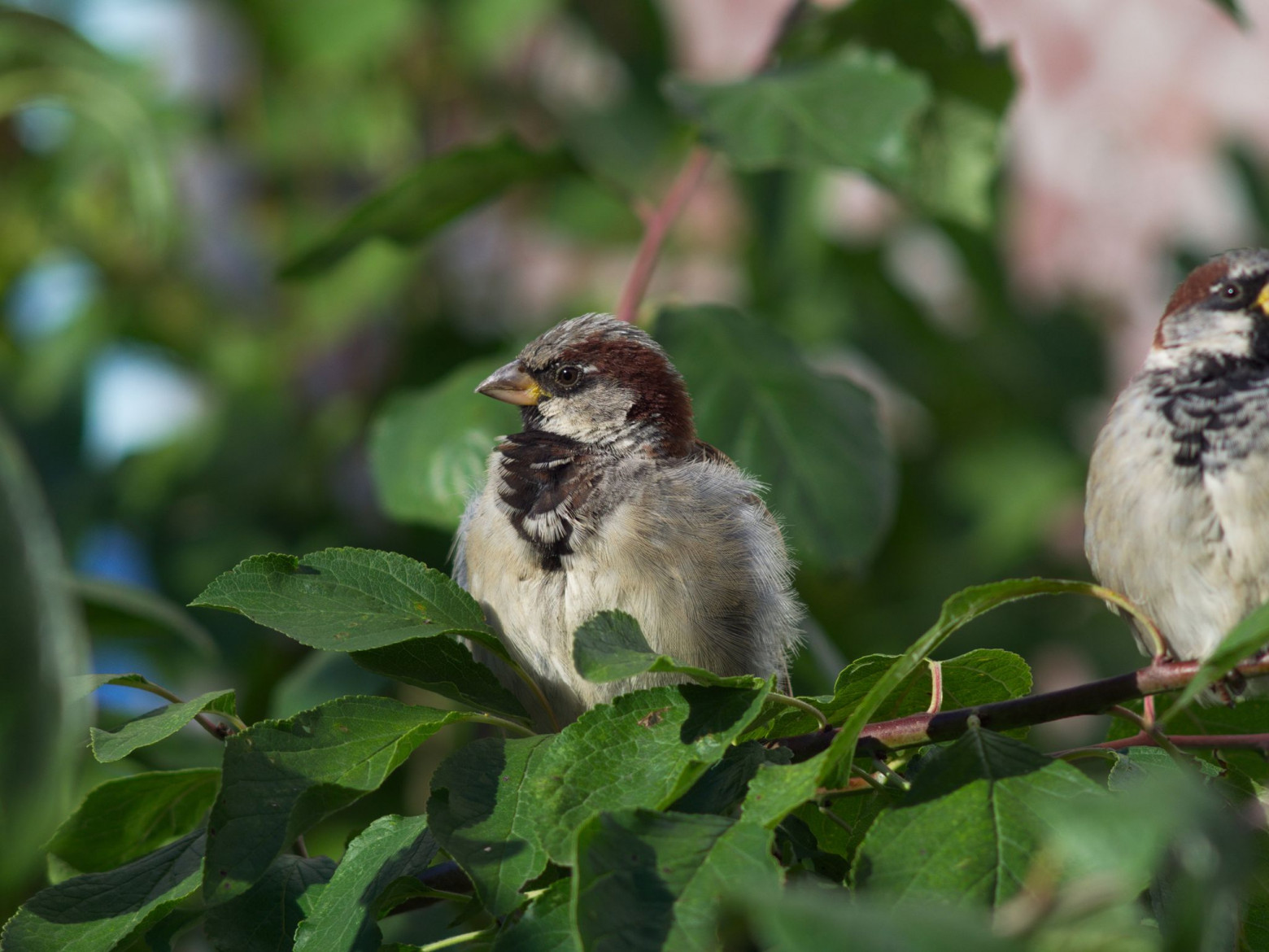 Снимаю на советские фотообъективы и радуюсь - 23 Снимаю на советские фотообъективы и радуюсь - 23