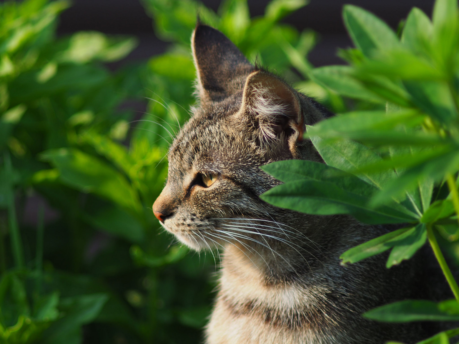 Снимаю на советские фотообъективы и радуюсь - 24 Снимаю на советские фотообъективы и радуюсь - 24