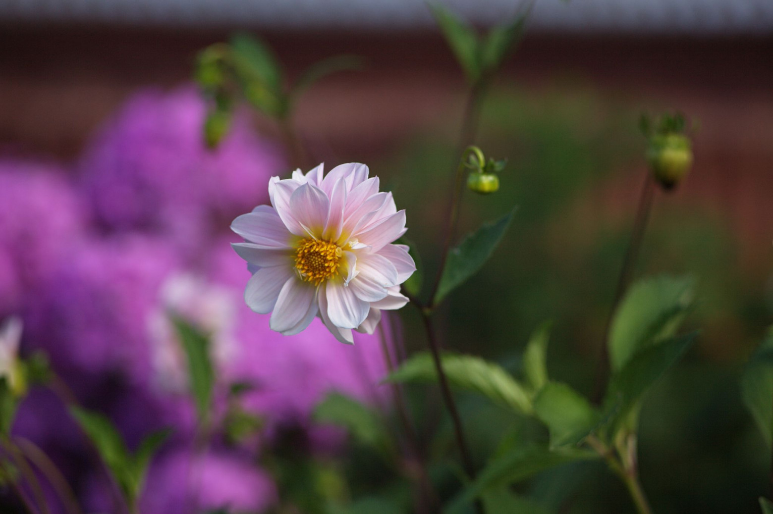 Снимаю на советские фотообъективы и радуюсь - 26 Снимаю на советские фотообъективы и радуюсь - 26