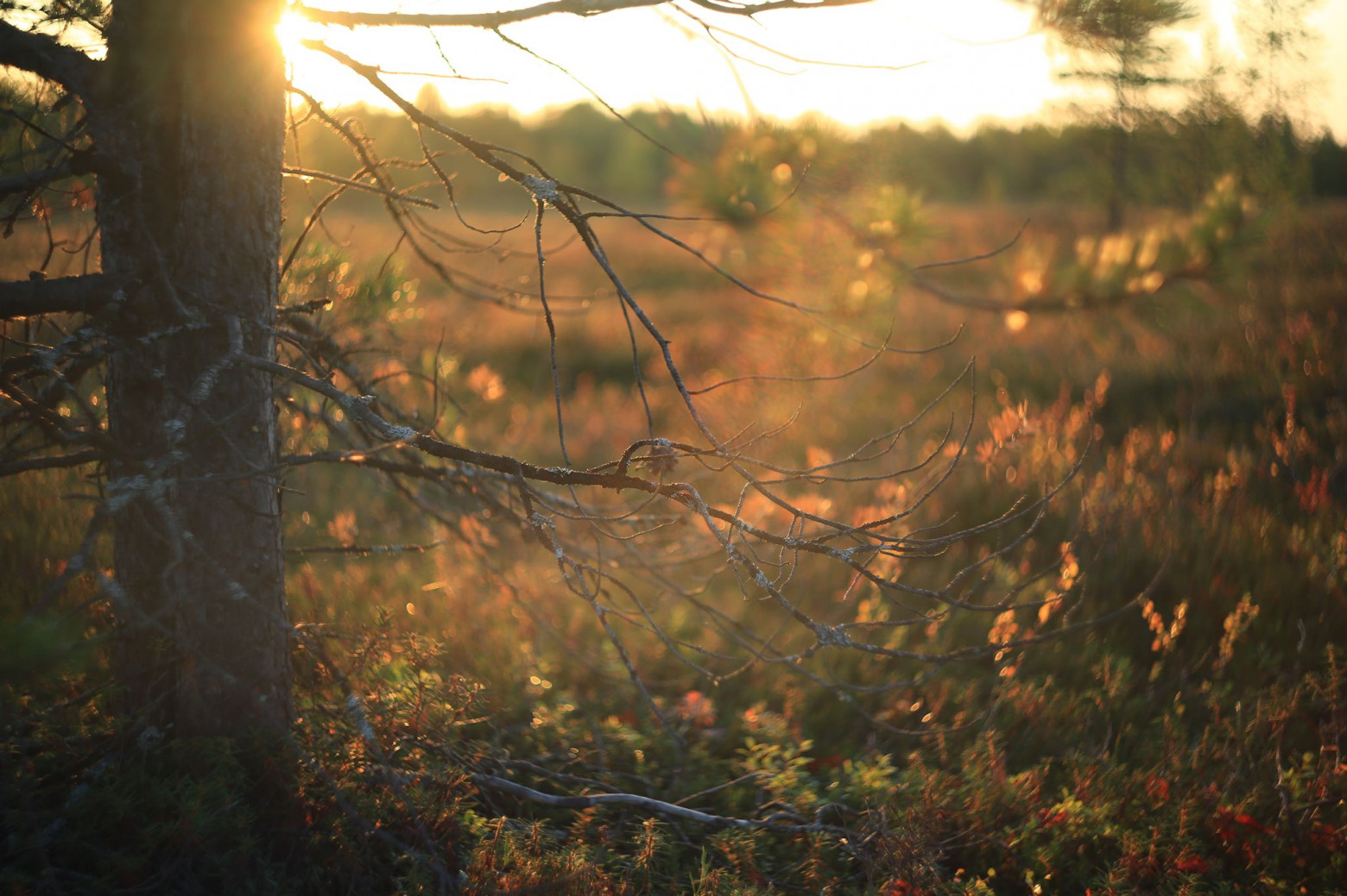 Снимаю на советские фотообъективы и радуюсь - 28 Снимаю на советские фотообъективы и радуюсь - 28