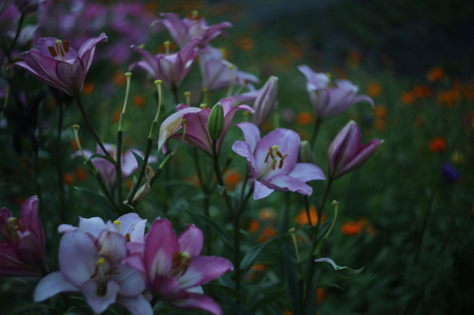 Снимаю на советские фотообъективы и радуюсь - 30 Снимаю на советские фотообъективы и радуюсь - 30