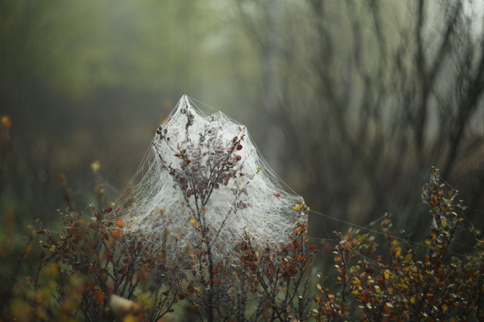 Снимаю на советские фотообъективы и радуюсь - 31 Снимаю на советские фотообъективы и радуюсь - 31