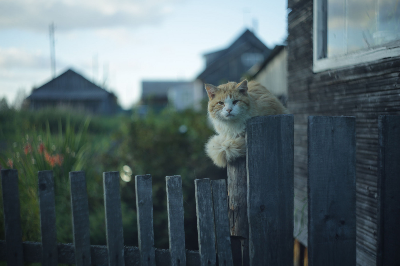 Снимаю на советские фотообъективы и радуюсь - 32 Снимаю на советские фотообъективы и радуюсь - 32