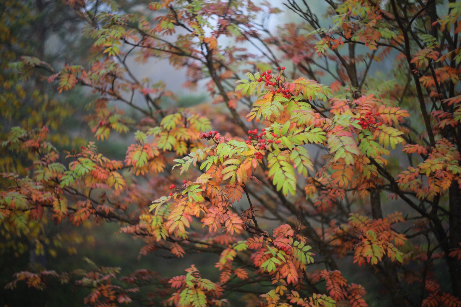 Снимаю на советские фотообъективы и радуюсь - 33 Снимаю на советские фотообъективы и радуюсь - 33