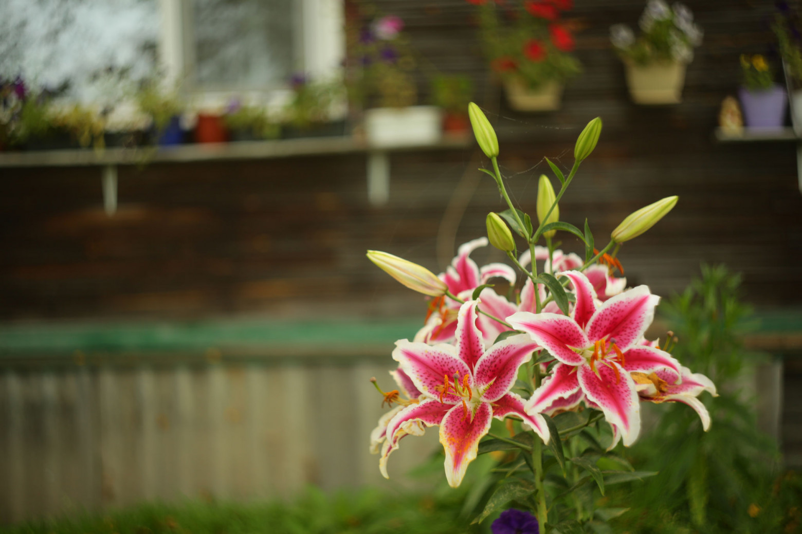 Снимаю на советские фотообъективы и радуюсь - 34 Снимаю на советские фотообъективы и радуюсь - 34