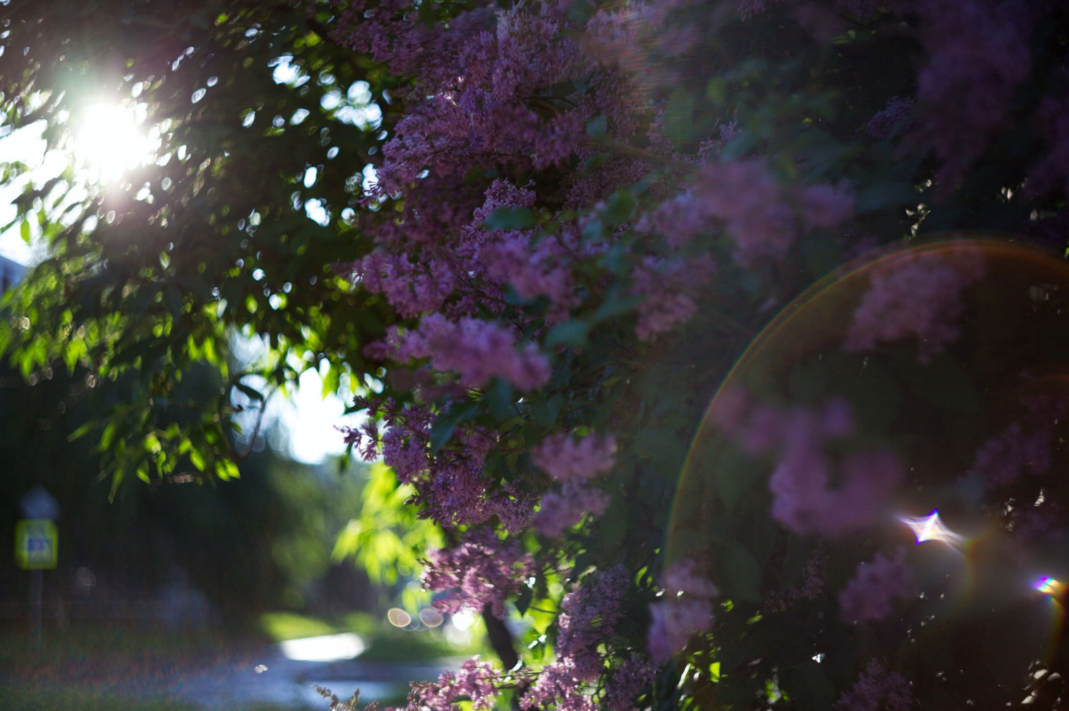 Снимаю на советские фотообъективы и радуюсь - 35 Снимаю на советские фотообъективы и радуюсь - 35