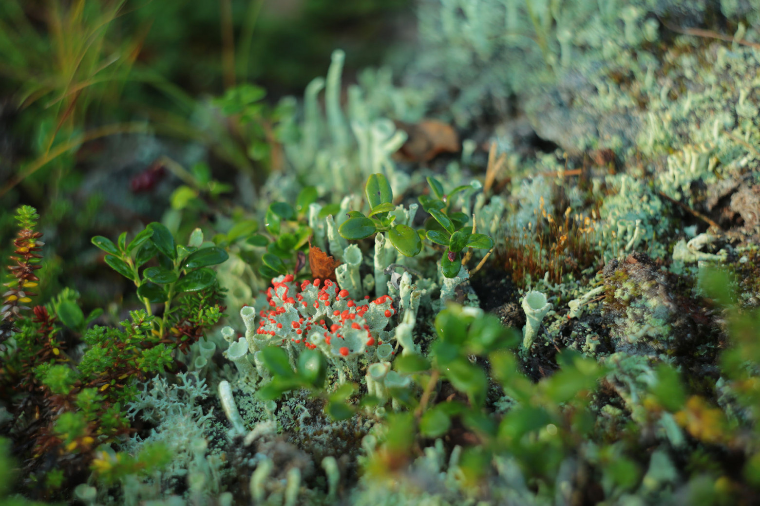 Снимаю на советские фотообъективы и радуюсь - 38 Снимаю на советские фотообъективы и радуюсь - 38