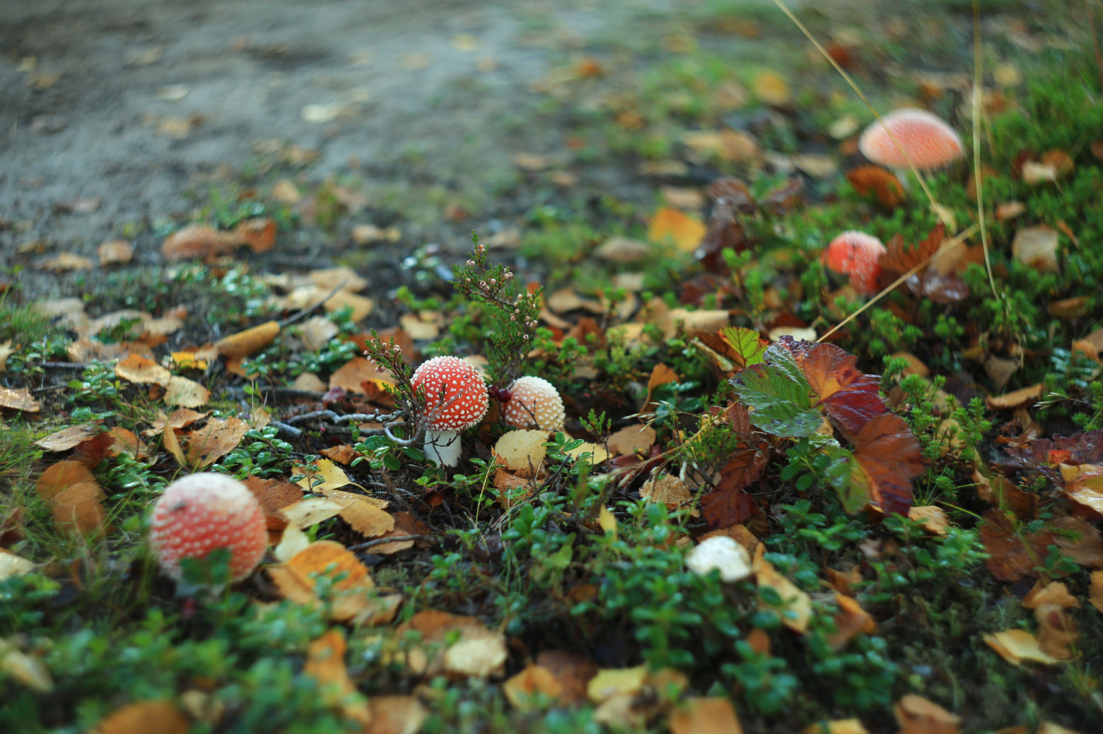 Снимаю на советские фотообъективы и радуюсь - 39 Снимаю на советские фотообъективы и радуюсь - 39