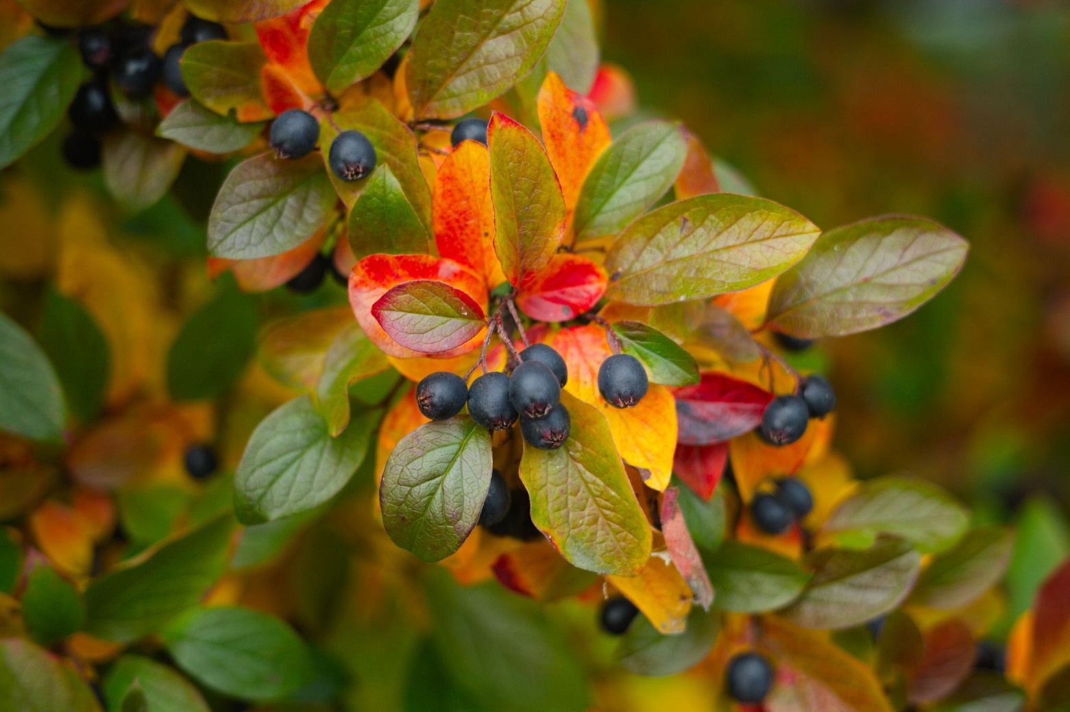 Снимаю на советские фотообъективы и радуюсь - 53 Снимаю на советские фотообъективы и радуюсь - 53