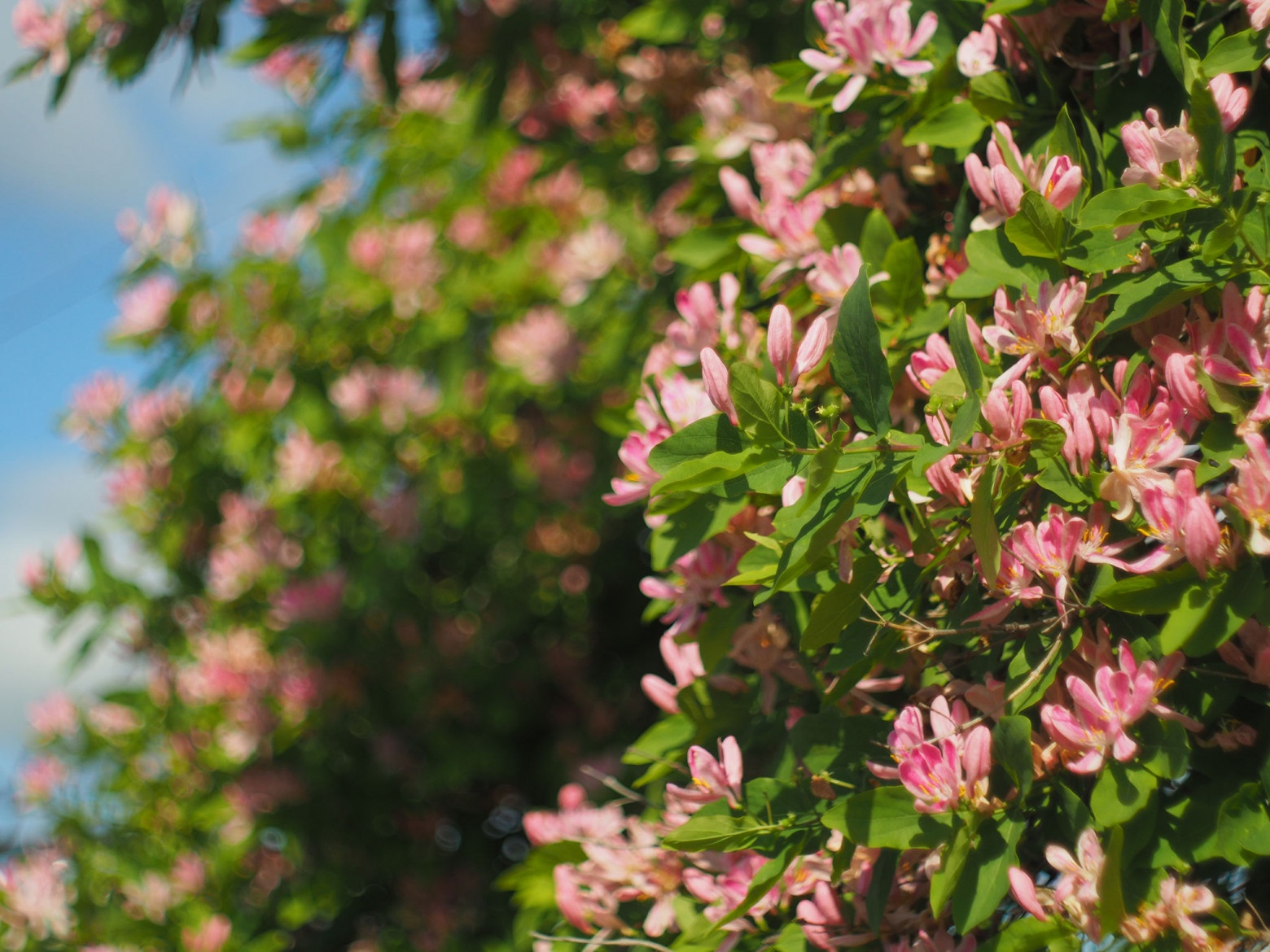 Снимаю на советские фотообъективы и радуюсь - 54 Снимаю на советские фотообъективы и радуюсь - 54