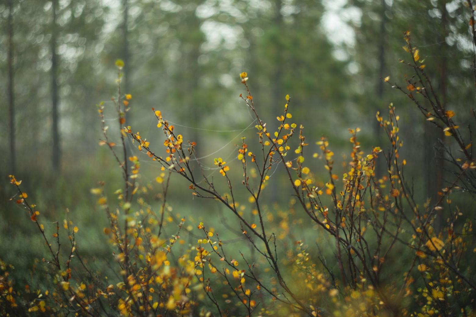 Снимаю на советские фотообъективы и радуюсь - 55 Снимаю на советские фотообъективы и радуюсь - 55