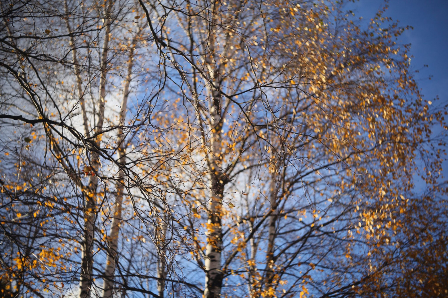 Снимаю на советские фотообъективы и радуюсь - 7 Снимаю на советские фотообъективы и радуюсь - 7