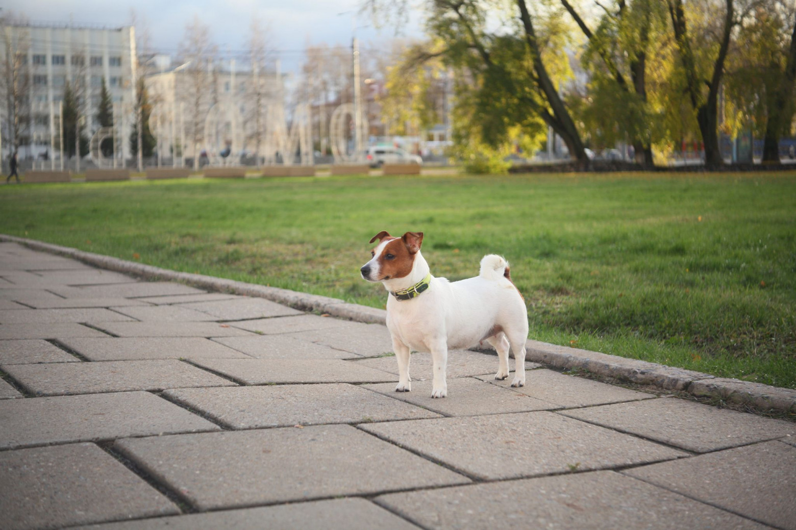 Снимаю на советские фотообъективы и радуюсь - 9 Снимаю на советские фотообъективы и радуюсь - 9