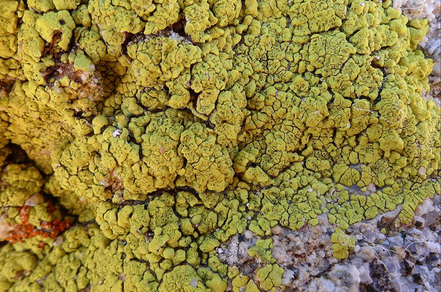 Acarospora socialis — лишайник, который хорошо иллюстрирует концепцию