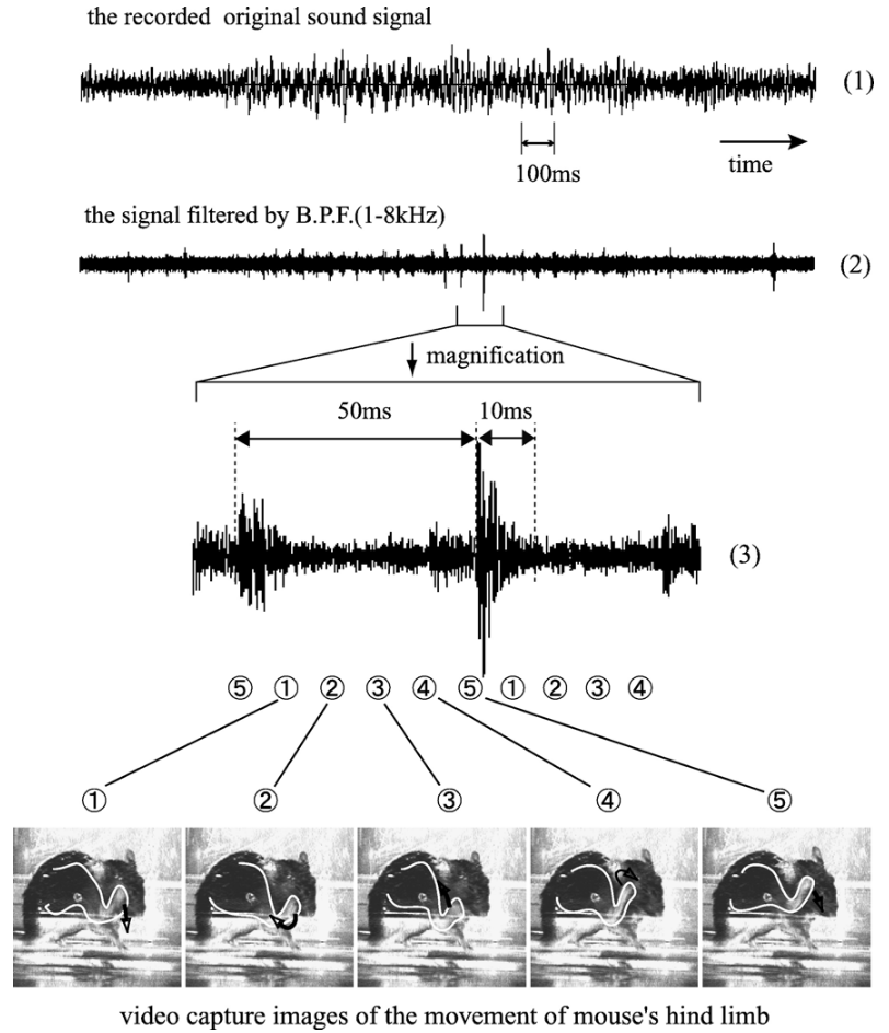 Сопоставление звуков почёсывания и данных со скоростной камеры. Заметить движения, которые длятся десятки миллисекунд, весьма нетривиально Сопоставление звуков почёсывания и данных со скоростной камеры. Заметить движения, которые длятся десятки миллисекунд, весьма нетривиально