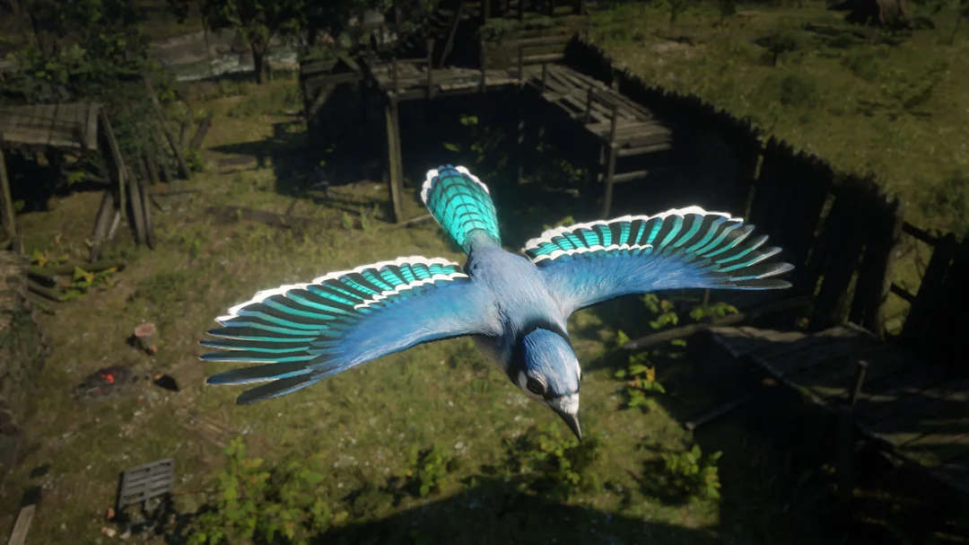 Голубая сойка. Источник