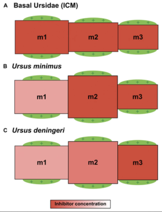 Биохакеры от природы. Как медведи дважды нарушили базовое правило эволюции - 2