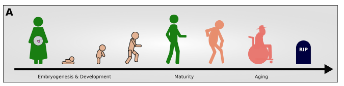GUCA: эволюция на графах («Живые графы» 2.0) - 13 GUCA: эволюция на графах («Живые графы» 2.0) - 13