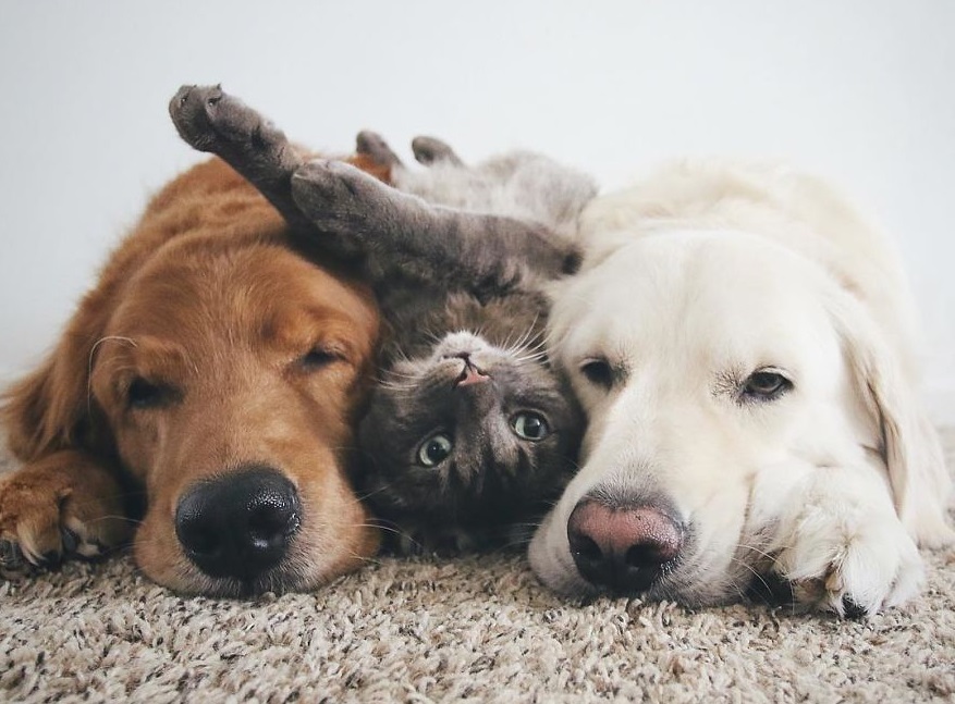 Анализ данных с сайта Pet911 - 1 Анализ данных с сайта Pet911 - 1