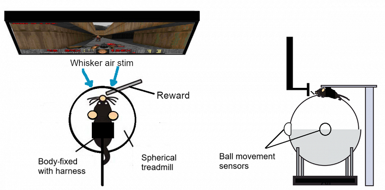 Крыс научили «играть» в Doom. Проект Rats Play Doom теперь позволяет грызунам не только бегать по коридорам игры, но и стрелять во врагов - 2 Крыс научили «играть» в Doom. Проект Rats Play Doom теперь позволяет грызунам не только бегать по коридорам игры, но и стрелять во врагов