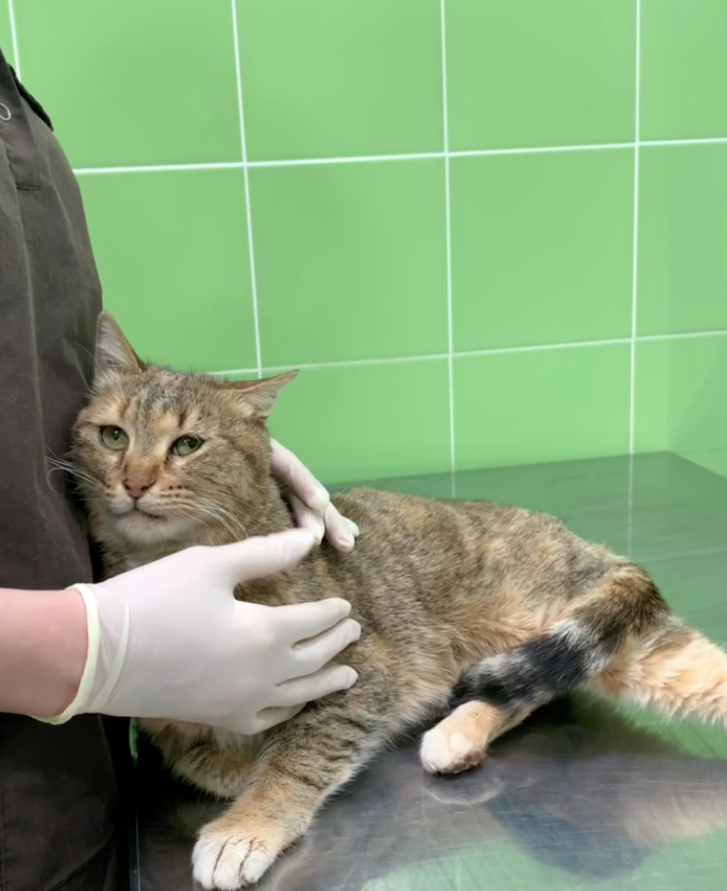 Как мы спасали семью из трех бездомных котиков, поселившихся на стройплощадке будущего дата-центра - 10 Как мы спасали семью из трех бездомных котиков, поселившихся на стройплощадке будущего дата-центра - 10