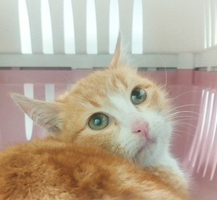 Как мы спасали семью из трех бездомных котиков, поселившихся на стройплощадке будущего дата-центра - 11 Как мы спасали семью из трех бездомных котиков, поселившихся на стройплощадке будущего дата-центра - 11