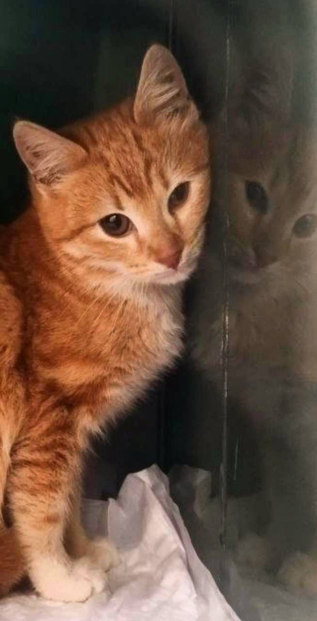 Как мы спасали семью из трех бездомных котиков, поселившихся на стройплощадке будущего дата-центра - 12 Как мы спасали семью из трех бездомных котиков, поселившихся на стройплощадке будущего дата-центра - 12