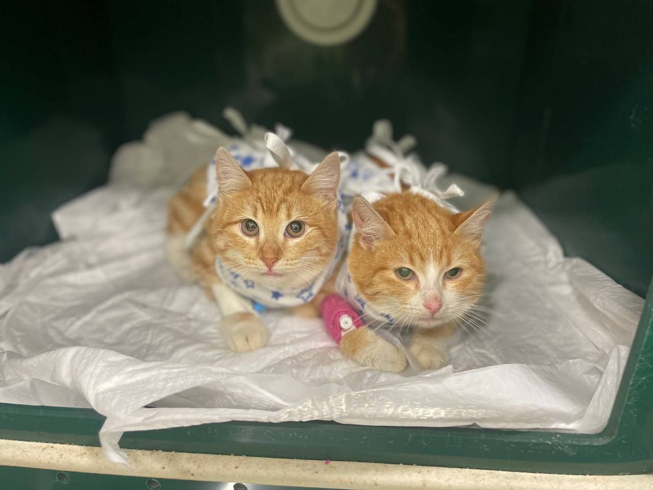 Как мы спасали семью из трех бездомных котиков, поселившихся на стройплощадке будущего дата-центра - 13 Как мы спасали семью из трех бездомных котиков, поселившихся на стройплощадке будущего дата-центра - 13