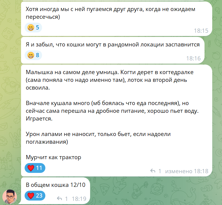 Как мы спасали семью из трех бездомных котиков, поселившихся на стройплощадке будущего дата-центра - 15 Как мы спасали семью из трех бездомных котиков, поселившихся на стройплощадке будущего дата-центра - 15