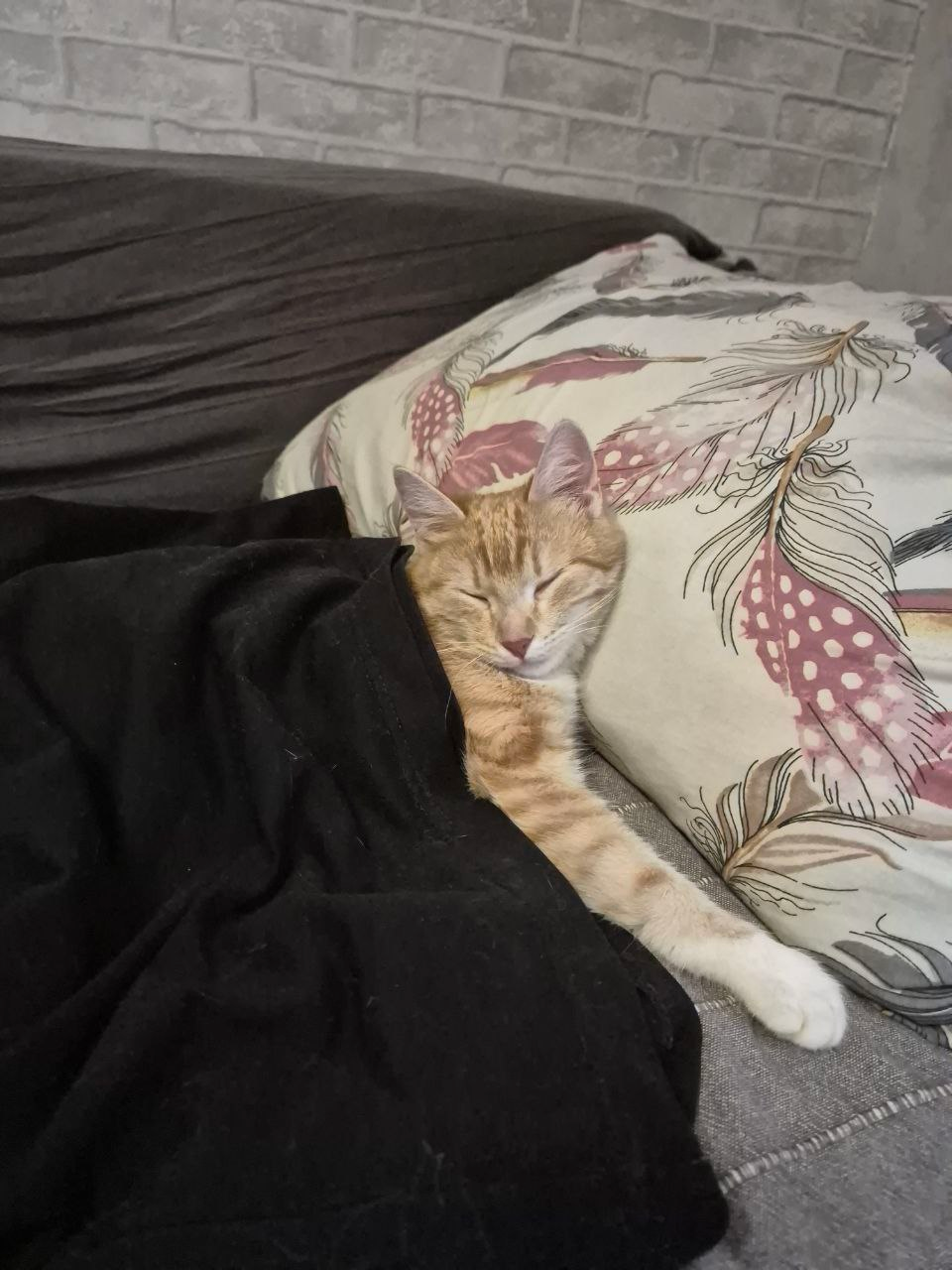 Как мы спасали семью из трех бездомных котиков, поселившихся на стройплощадке будущего дата-центра - 16 Как мы спасали семью из трех бездомных котиков, поселившихся на стройплощадке будущего дата-центра - 16