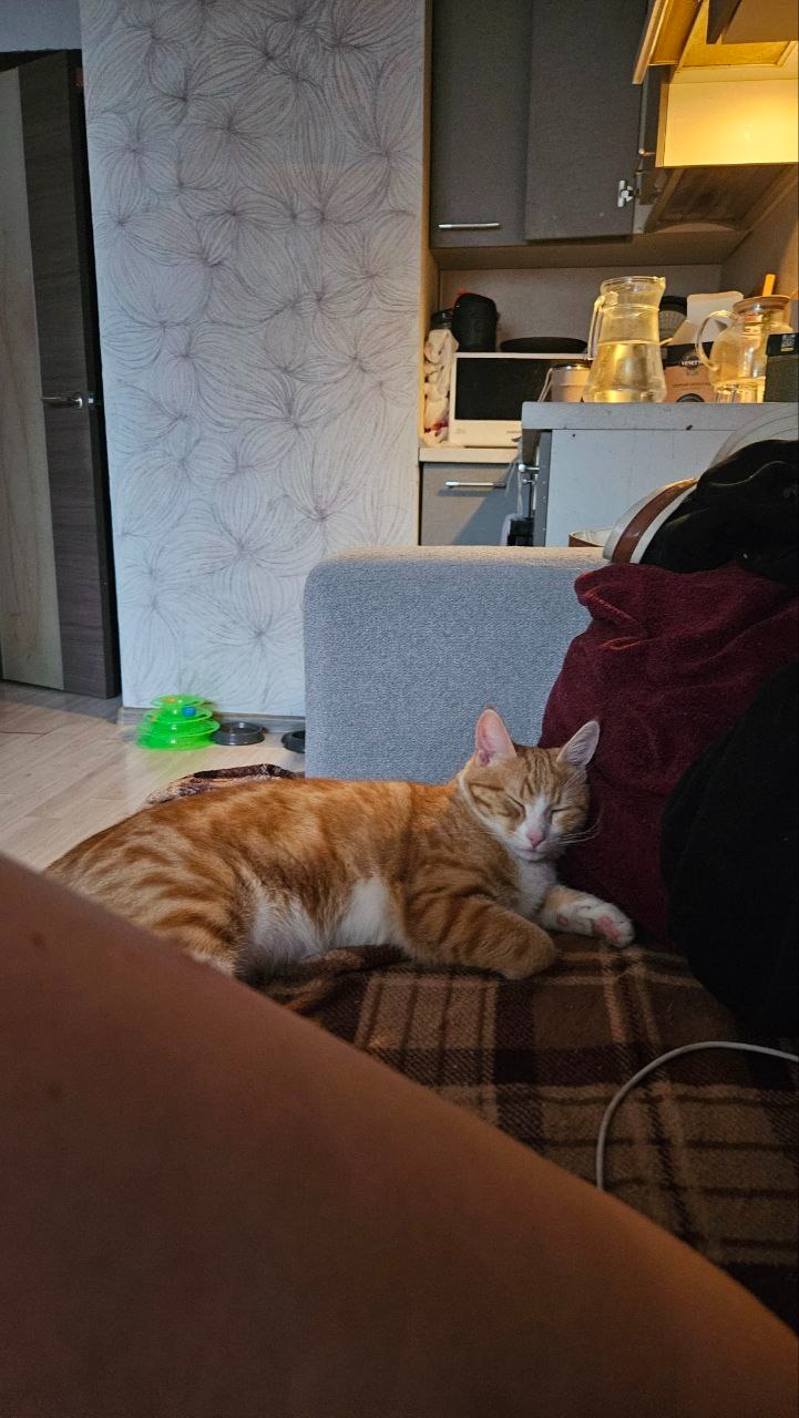 Как мы спасали семью из трех бездомных котиков, поселившихся на стройплощадке будущего дата-центра - 17 Как мы спасали семью из трех бездомных котиков, поселившихся на стройплощадке будущего дата-центра - 17