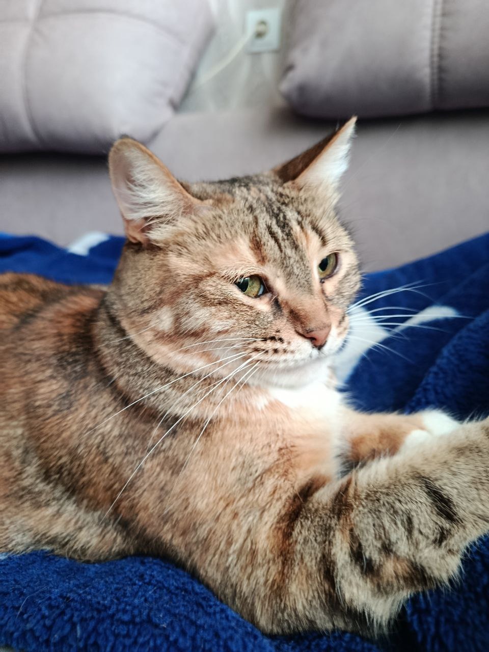 Как мы спасали семью из трех бездомных котиков, поселившихся на стройплощадке будущего дата-центра - 18 Как мы спасали семью из трех бездомных котиков, поселившихся на стройплощадке будущего дата-центра - 18