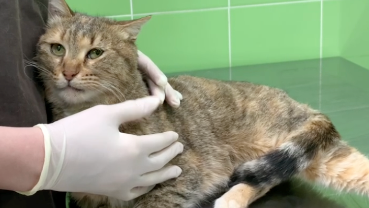 Как мы спасали семью из трех бездомных котиков, поселившихся на стройплощадке будущего дата-центра - 1