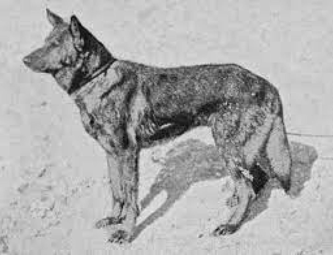 Первая немецкая овчарка. Все каких вы сейчас видите являются его прямыми потомками. Задумывалось, что все они будут как он, ибо основатель породы Макс Фон Штефаниц своего питомца считал эталоном для породы, которую он вывел.