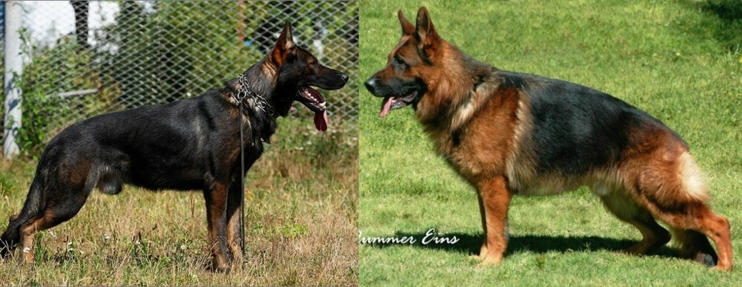 Немецкая овчарка, спортивное и выставочное разведение. Похожи на своего столетнего предка?