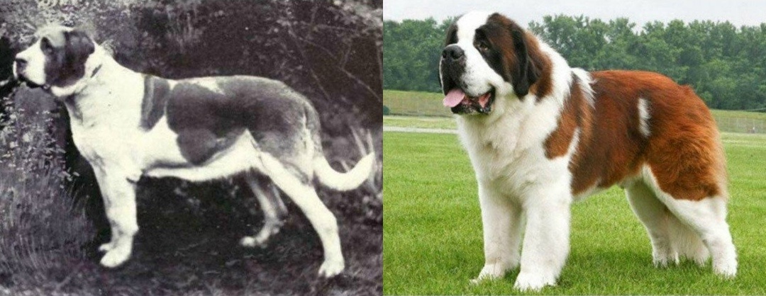 Сенбернар 1915 года, и примерно современный. Таких сравнений пород «тогда и сейчас» по интернету масса.