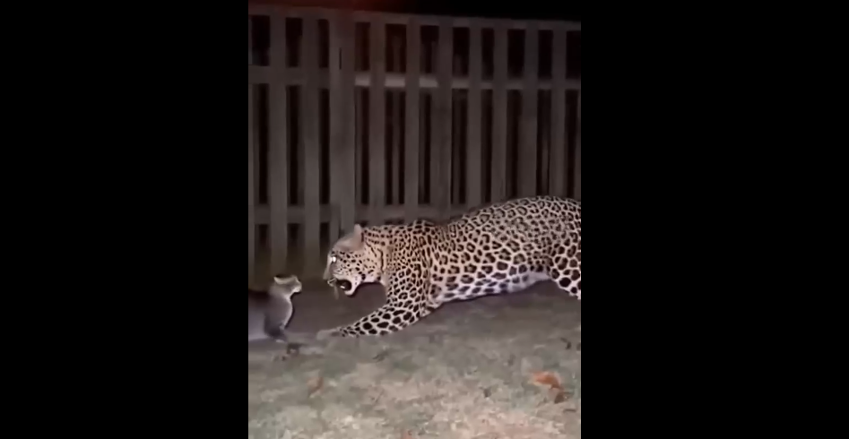 Нередко для имитации реализма и лучшего скрытия артефактов фейковые видео делают с нарочито сниженным качеством, как в этом ролике с прогоняющими леопарда кошками