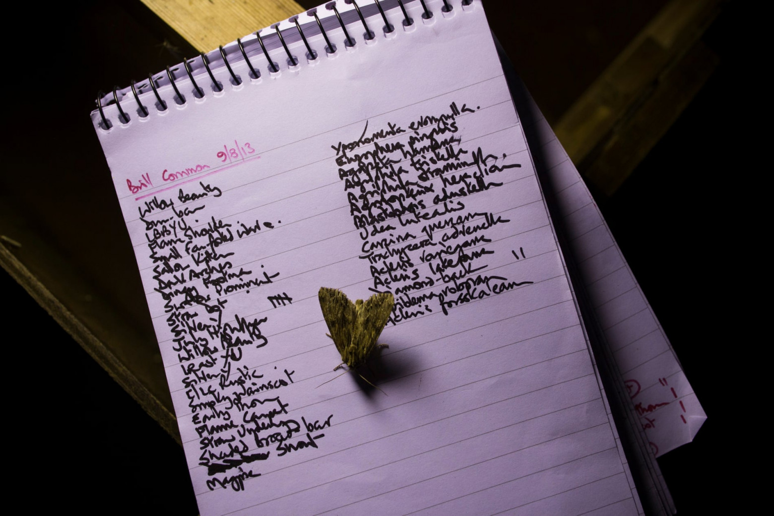  Список бабочек, зарегистрированных в Брилл-Коммон в Бакингемшире в 2013 году. За 50 лет количество крупных бабочек в Великобритании сократилось на 33%