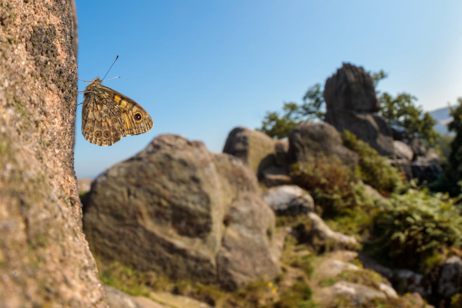  С 1976 года численность бабочек Wall brown в Великобритании сократилась на 87%, что делает их одним из видов, численность которых сокращается наиболее быстрыми темпами в стране