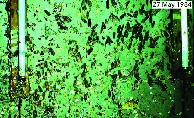 Энтомологи бьют тревогу: насекомые исчезают с лица Земли - 3 Энтомологи бьют тревогу: насекомые исчезают с лица Земли - 3