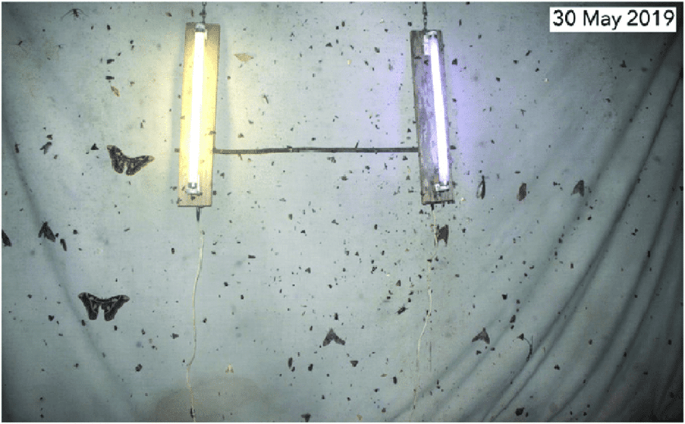 Энтомологи бьют тревогу: насекомые исчезают с лица Земли - 4 Энтомологи бьют тревогу: насекомые исчезают с лица Земли - 4