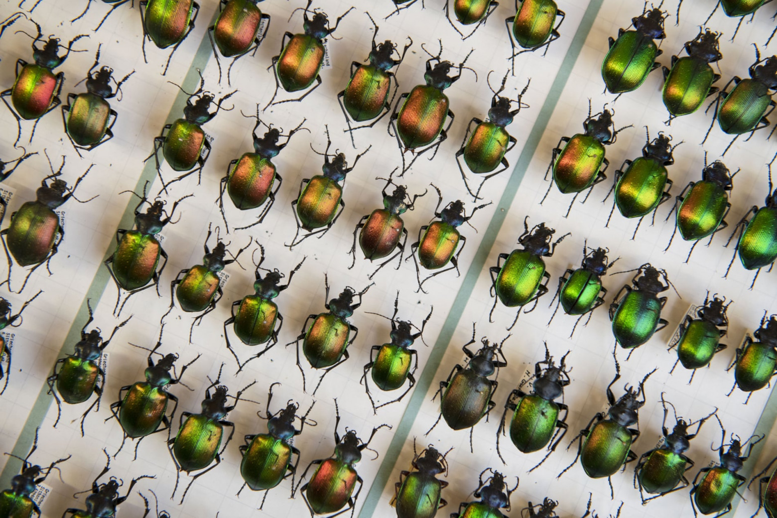 Численность жуков Calosoma sycophanta, или лесных охотников за гусеницами, в Германии сокращается: за менее чем 30 лет количество летающих насекомых в 63 заповедниках сократилось на 75%.