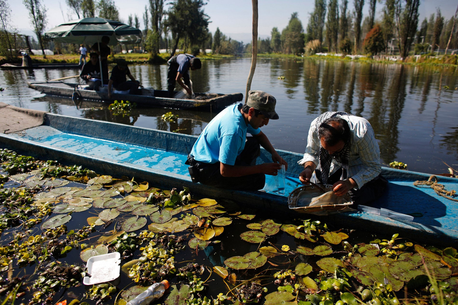  Местные жители и учёные ищут насекомых в каналах Сочимилько в Мехико. Аксолотли, которые питаются насекомыми, сейчас являются исчезающим видом.