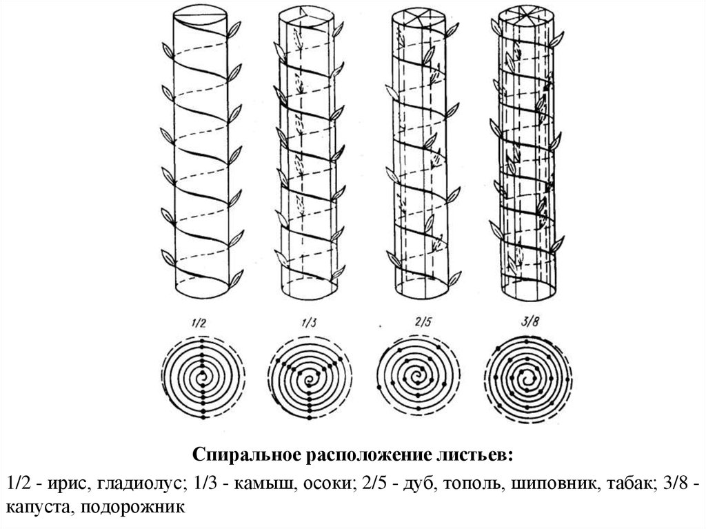 Золотое сечение – универсальная формула красоты и вселенской гармонии или маркетинговая уловка? - 25